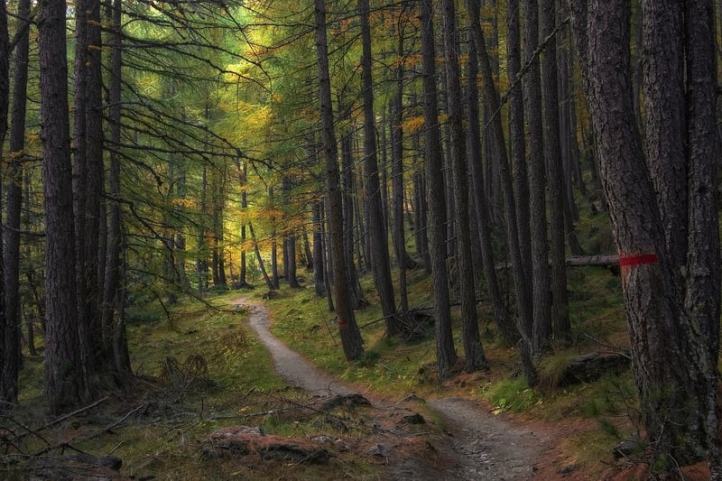 Trail of Discovery