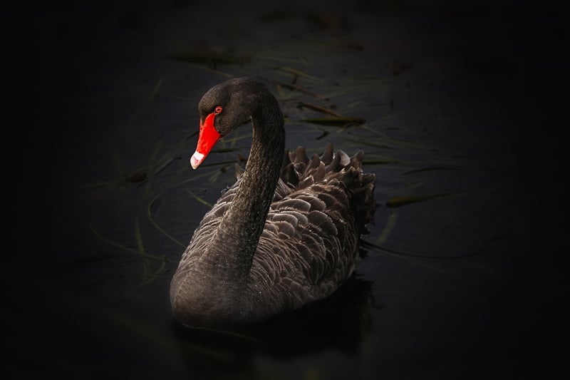 Swan in the shadows